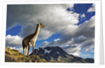 Guanaco Overlooking Nordenskjold by Anonymous