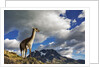 Guanaco Overlooking Nordenskjold by Anonymous