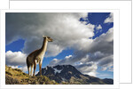 Guanaco Overlooking Nordenskjold by Anonymous