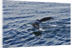 Fluke of Humpback Whale by Anonymous