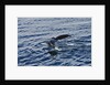 Fluke of Humpback Whale by Anonymous