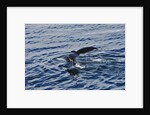 Fluke of Humpback Whale by Anonymous