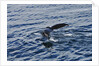 Fluke of Humpback Whale by Anonymous
