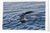 Fluke of Humpback Whale by Anonymous