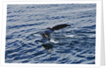 Fluke of Humpback Whale by Anonymous