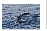 Fluke of Humpback Whale by Anonymous