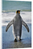 King Penguin Entering the Water by Anonymous