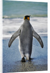 King Penguin Entering the Water by Anonymous