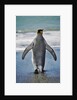 King Penguin Entering the Water by Anonymous