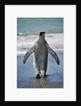 King Penguin Entering the Water by Anonymous