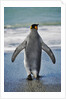 King Penguin Entering the Water by Anonymous