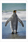 King Penguin Entering the Water by Anonymous