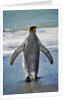 King Penguin Entering the Water by Anonymous