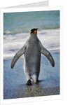King Penguin Entering the Water by Anonymous