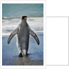 King Penguin Entering the Water by Anonymous