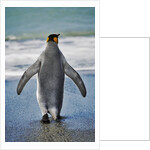 King Penguin Entering the Water by Anonymous