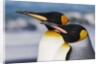 King Penguins Gazing Ahead by Anonymous