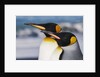 King Penguins Gazing Ahead by Anonymous