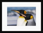 King Penguins Gazing Ahead by Anonymous