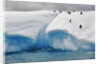 Albino Penguin (Center) on Iceberg by Anonymous
