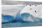 Albino Penguin (Center) on Iceberg by Anonymous