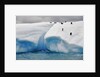 Albino Penguin (Center) on Iceberg by Anonymous