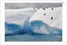 Albino Penguin (Center) on Iceberg by Anonymous