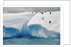 Albino Penguin (Center) on Iceberg by Anonymous