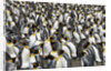 King Penguins Socializing by Anonymous