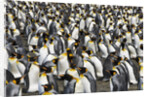 King Penguins Socializing by Anonymous