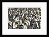 King Penguins Socializing by Anonymous