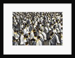 King Penguins Socializing by Anonymous