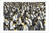 King Penguins Socializing by Anonymous