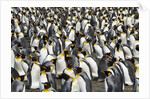 King Penguins Socializing by Anonymous