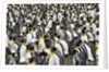 King Penguins Socializing by Anonymous