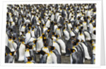 King Penguins Socializing by Anonymous