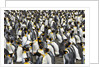 King Penguins Socializing by Anonymous