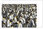 King Penguins Socializing by Anonymous