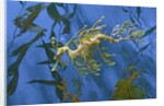 Close-Up of Leafy Sea Dragon by Anonymous