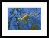 Close-Up of Leafy Sea Dragon by Anonymous