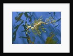 Close-Up of Leafy Sea Dragon by Anonymous