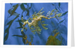 Close-Up of Leafy Sea Dragon by Anonymous