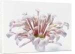 White Chrysanthemum by Anonymous