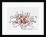 White Chrysanthemum by Anonymous