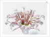 White Chrysanthemum by Anonymous