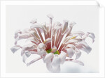 White Chrysanthemum by Anonymous