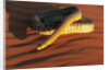 Woma Python in Australian Desert by Anonymous