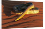 Woma Python in Australian Desert by Anonymous