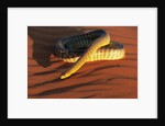 Woma Python in Australian Desert by Anonymous