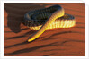 Woma Python in Australian Desert by Anonymous